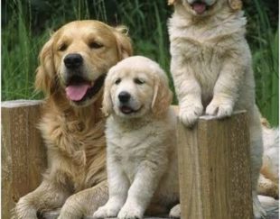 فروش سگ گلدن رتریور طلایی فوق العاده اصیل 